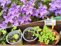 Polsterglockenblume, Campanula, Bodendecker Nordrhein-Westfalen - Weilerswist Vorschau