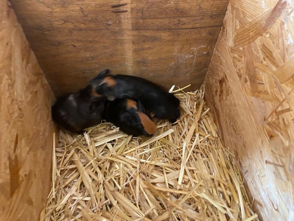 Meerschweinchen, Meeris, Weibchen +Männchen in Georgsmarienhütte