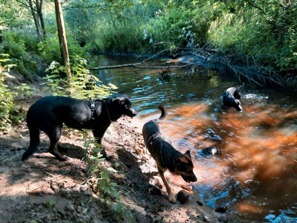 Gassi-Service, Gassiservice, Dogwalker, Hundebetreuung in Hamburg