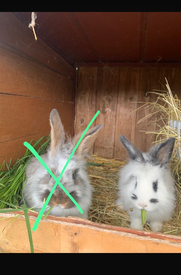 Süßes Kaninchen in Petersberg (Saalekreis)