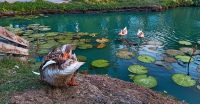 Teichanlagen / Biotop / Fischteich Bayern - Unterwössen Vorschau