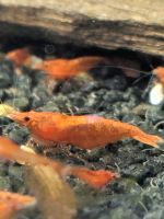 Biete Garnelen Neocaridina Red Sakura Niedersachsen - Northeim Vorschau