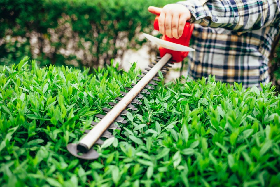 Gartenarbeiten, Hecke schneiden, Baumfällung - Günstig in Hohenwart