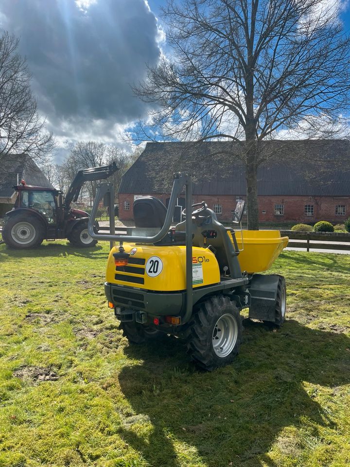 Dumper Muldenkipper Wacker 1501 Drehmulde Minibagger mieten in Hamdorf