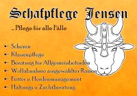 Schafe Scheren Klauenpflege Schleswig-Holstein - Hörup Vorschau