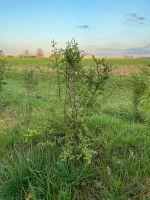 10x Weißdorn (Crataegus Monogyna) Niedersachsen - Moisburg Vorschau