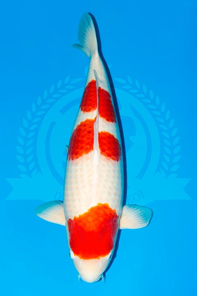 Original Japan Koi Kohaku von 20 - 80 cm in Parkstein