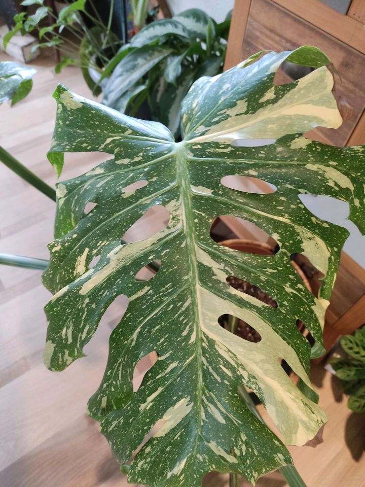 XXL Monstera Thai Constellation XXXL in Limburg