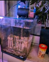 Dennerle Nano Cube Aquarium Komplett Set Düsseldorf - Bilk Vorschau