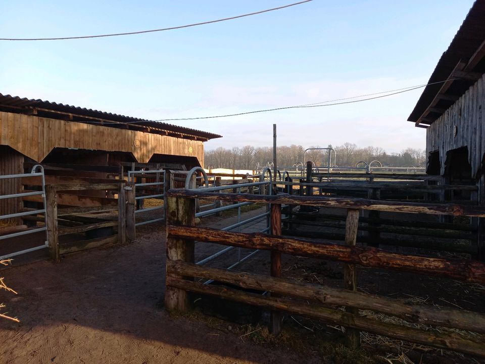 Paddockbox  und Weideplätze in Wedemark