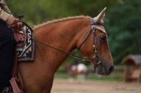 Haflinger Araber Mix Stute, Westernpferd Brandenburg - Luckenwalde Vorschau