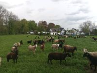 Tierwirt Landwirt Schäfer Nordrhein-Westfalen - Euskirchen Vorschau