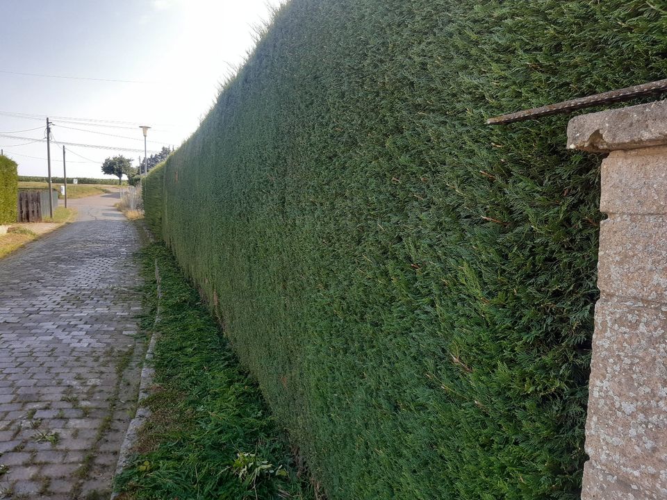 Grünschnitt Rasenmähen Heckenschnitt Baumpflege Gartenarbeit usw. in Mansfeld