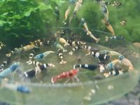 Caridina Garnelen Taiwaner je 3 Euro Baden-Württemberg - Volkertshausen Vorschau