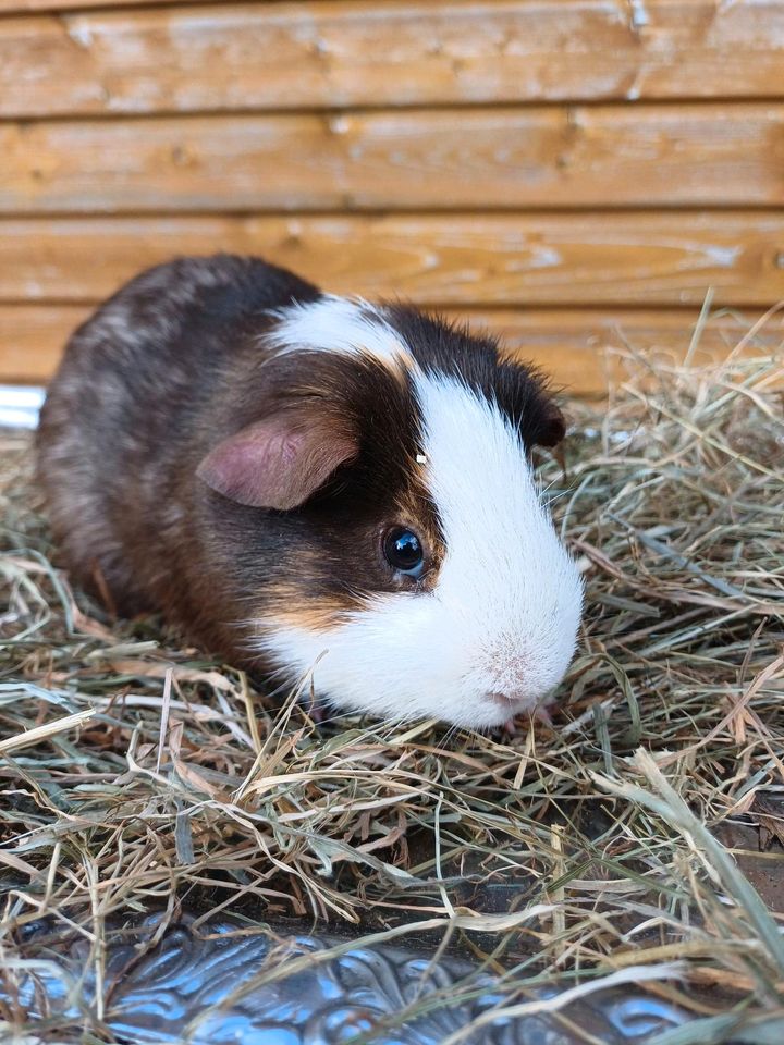 Meerschweinchen schoko weiß Creme Böckchen Bock in Bruchhausen-Vilsen