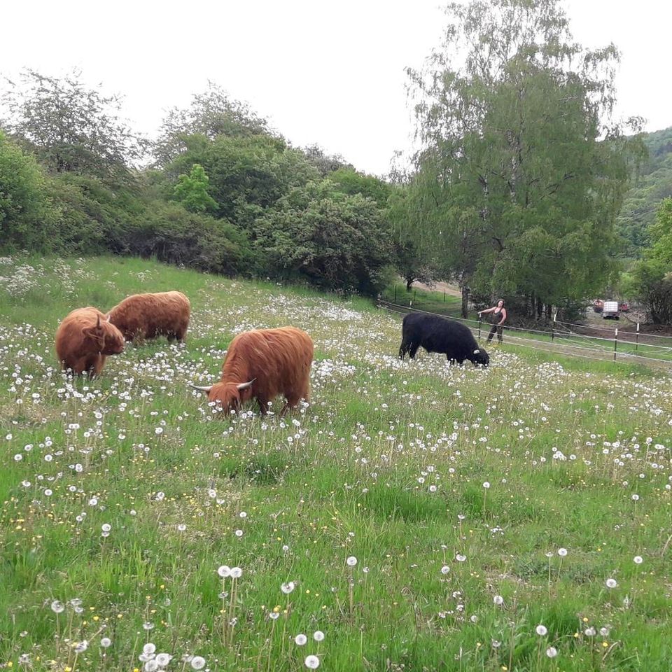 Rindfleisch / Hochlandrind – vom Hohlandhof in Bad Endbach