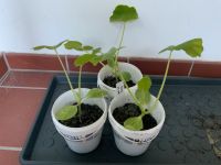 3 Kürbispflanzen der Sorte Jack Be Little Leipzig - Knautkleeberg-Knauthain Vorschau