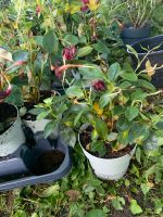 Dipladenia rot Pflanze Blume rot Baden-Württemberg - Bietigheim-Bissingen Vorschau