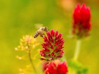 Inkarnatklee Samen roter Klee Bienen besserer Boden Rosenklee Baden-Württemberg - Pfedelbach Vorschau