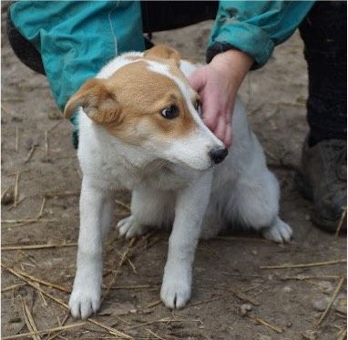 Nala Mischling Hündin in Obersinn