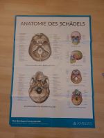 Amboss Lernpakat Anatomie des Schädels München - Laim Vorschau