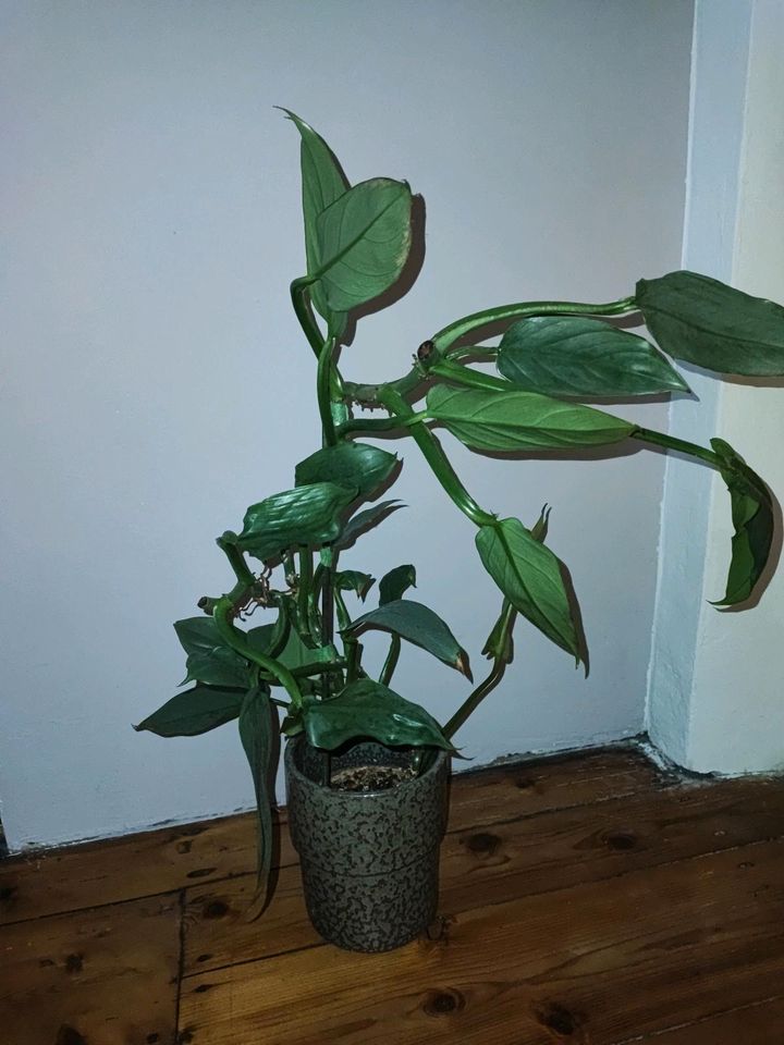 Philodendron hastatum silber sword Zimmerpflanze in Herne