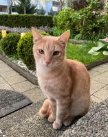 Katze gesucht! Wir vermissen unseren Kater! Baden-Württemberg - Heidelberg Vorschau