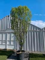 Haimbuche Baum Stamm Carpinus  Betulus 4m Baden-Württemberg - Waiblingen Vorschau