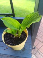 Hosta/Funkie Nordrhein-Westfalen - Barntrup Vorschau