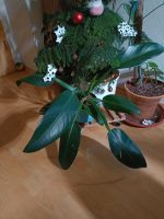 Philodendron martianum "fat boy" Bayern - Dietmannsried Vorschau