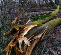 Sturmschadenbeseitigung Windbruch Sturm Sturmschaden Nordrhein-Westfalen - Beckum Vorschau