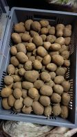 Kartoffeln / Speisekartoffeln Brandenburg - Rietz-Neuendorf Vorschau