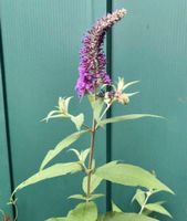 Schmetterlingsflieder / Sommerflieder / Buddleja Sachsen-Anhalt - Muldestausee Vorschau