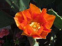 Skurile Opuntie - winterharte Kakteen orangerot traumhafte Blüten Niedersachsen - Algermissen Vorschau