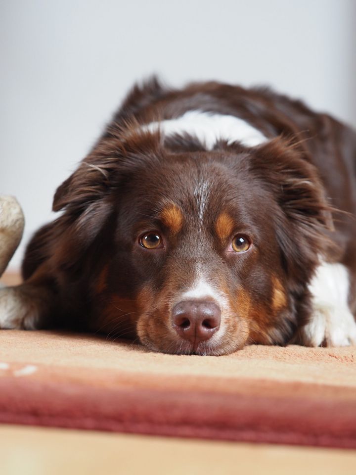 Gassi geher, Hundebetreuung an schwierigen Hund in Oppenweiler