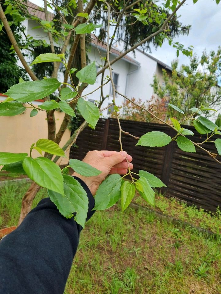 Schwarze Maulbeere Baum Maulbeerbaum in Mainz