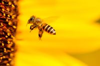 Bienenvölker zu verkaufen Nordrhein-Westfalen - Netphen Vorschau