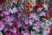 10 Blumenzwiebeln Gladiolen Nanus Nordrhein-Westfalen - Werl Vorschau