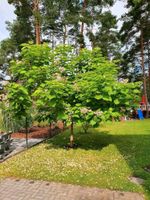 Trompetenbaum 100 cm Brandenburg - Am Mellensee Vorschau