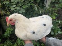 Hühner, Hennen weiß mit schwarzen Pünktchen Nordrhein-Westfalen - Gütersloh Vorschau