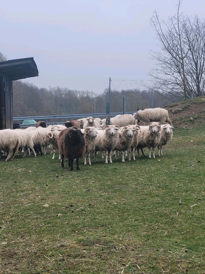 Herde Waldschafe zu verkaufen in Wittstock/Dosse