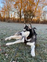 Husky Blue Bayern - Augsburg Vorschau