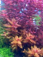 Aquariumpflanze Rotala macrandra ‘variegated‘ Thüringen - Ilmtal Vorschau