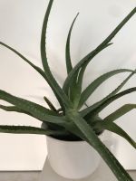 Zimmerpflanzen Aloe Vera Frankfurt am Main - Seckbach Vorschau