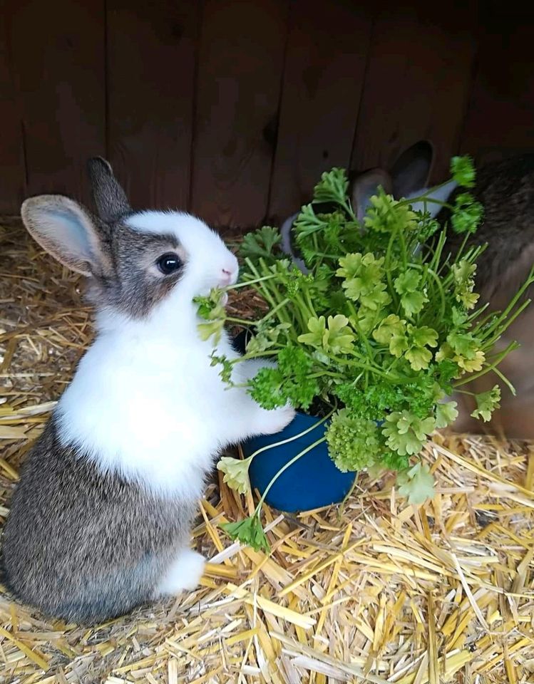 Holländer Kaninchen, Rassekaninchen, Kleine Rasse, Hasen in Coesfeld