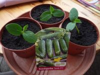 Mini-Gurke, Salatgurke, Paprika, Zucchini und Kürbis Pflanzen Schleswig-Holstein - Kisdorf Vorschau