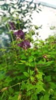 ❌BRAUNER STORCHSCHNABEL❌DUNKEL-VIOLETT❌GERANIUM PHAEUM❌BIENEN Nordrhein-Westfalen - Schloß Holte-Stukenbrock Vorschau