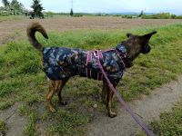 Rukka Softshell Mantel für Hunde Regenmantel 55 cm Rückenlänge Baden-Württemberg - Brühl Vorschau