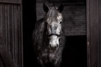 Pflegebeteiligung für junges Pferd.. Hessen - Kelkheim Vorschau