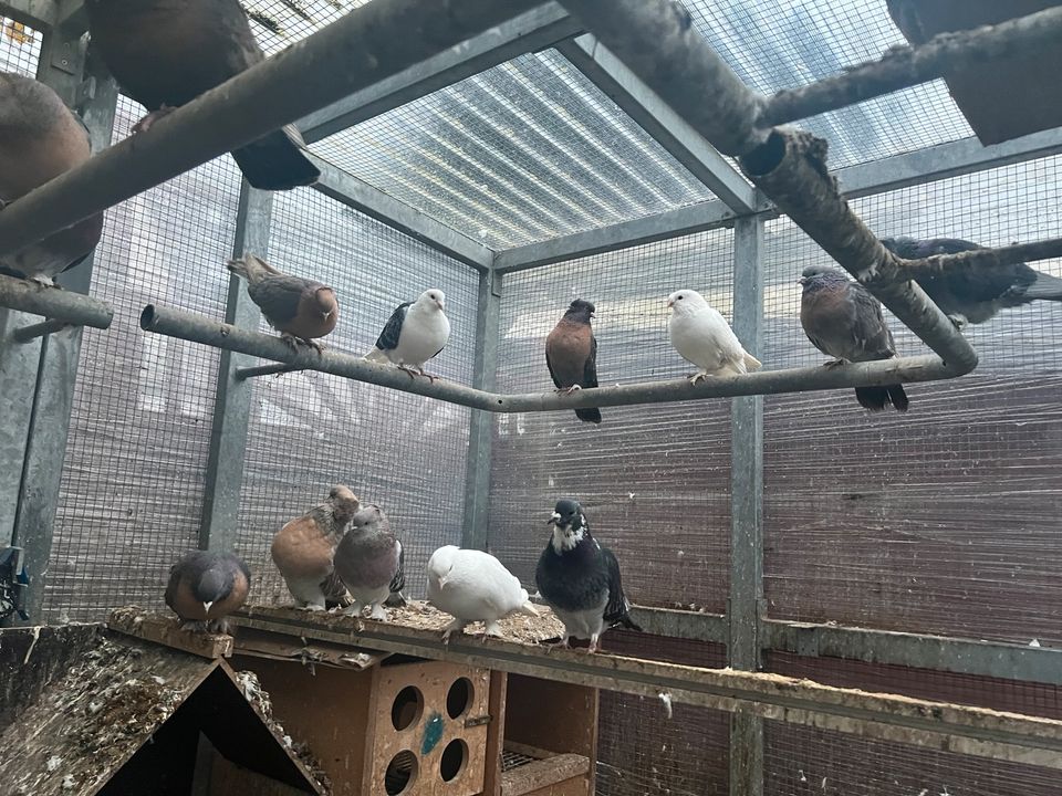 Tauben güvercin takla Miro Mardin Konya brieftaube in Arnsberg